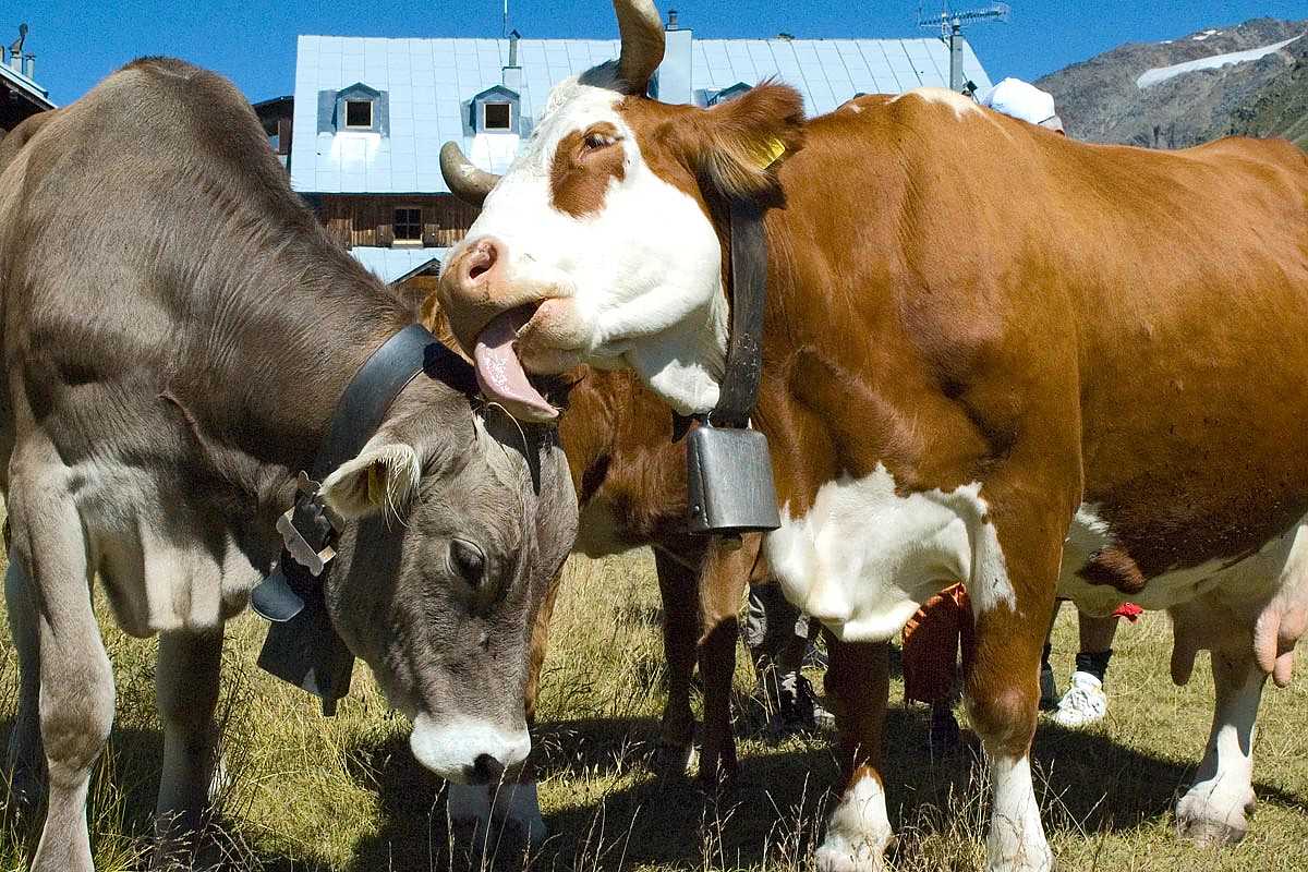 Alpenresidence Bilder